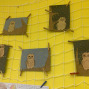 IMG-20260129-WA0004